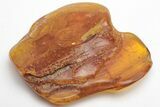 Fossil Wood Gnat Larva (Anisopodidae) in Baltic Amber #207521-1